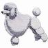 Standard Poodle