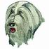 Bearded Collie