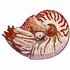 Chambered Nautilus