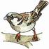 House Sparrow