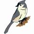 Tufted Titmouse