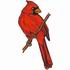 Northern Cardinal