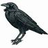 American Crow