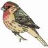 House Finch