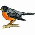 American Robin