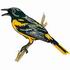 Baltimore Oriole