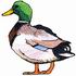 Mallard Duck