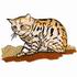 Black-Footed Cat