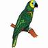 Blue-Fronted Amazon Parrot