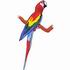 Scarlet Macaw