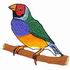 Gouldian Finch