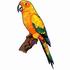 Sun Conure