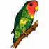 Peach-Faced Lovebird