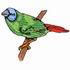 Blue-Headed Parrot Finch