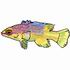 Spanish Hogfish