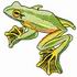 Wallace¡¯s Flying Frog