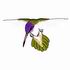 Violet-Crowned Hummingbird