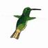 Berylline Hummingbird