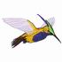 Black-Breasted Hummingbird