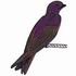 Purple Martin