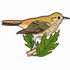 Hermit Thrush