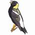 Bobolink