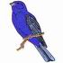 Indigo Bunting