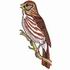 Song Sparrow