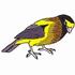 Evening Grosbeak