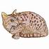 Ocicat