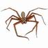 Brown Spider