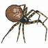 Lesser Glasshouse Spider