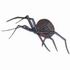 Black Widow Spider