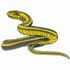 Garter Snake