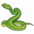 Asian Green Pit Viper