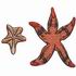 Starfish & Sand Dollars
