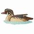 Wood Duck On Water