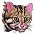 Leopard Cat