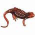 Chinese Alligator Newt