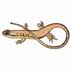 Skink