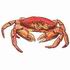Crab