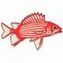 Barred Squirrelfish