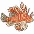 Lionfish