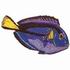 Flag Tail Surgeonfish