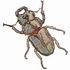 Stag Beetle