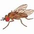 Fruit Fly