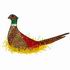 Ringneck Pheasant