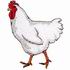 White Jersey Chicken