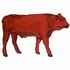 Beef Cattle