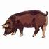 Duroc Pig